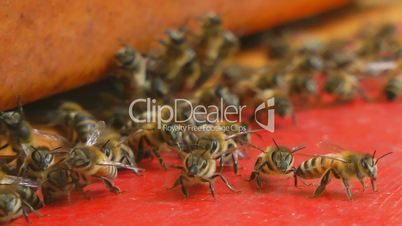 Bienen