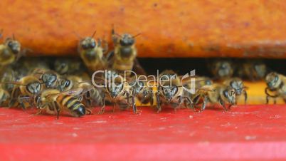 Bienen