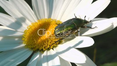 Insekt auf Blume