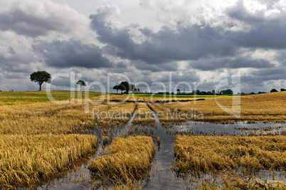 überschwemmtes Getreidefeld