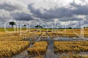überschwemmtes Getreidefeld