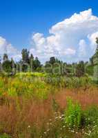 russian summer landscape