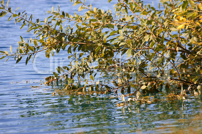 Baum im Wasser