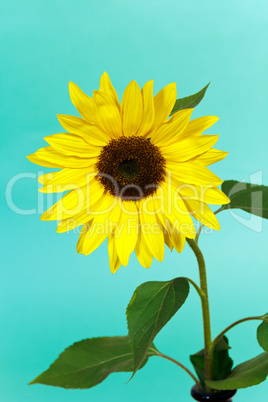 Sonnenblume,Makro