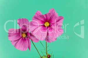 Pink Gerbera