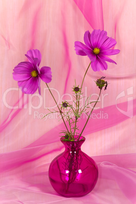 Pink Gerbera