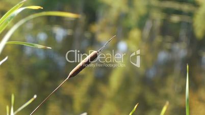 Reed on the forest lake