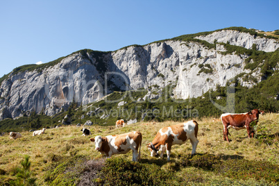 Kühe auf vor dem Rofan in den österreichischen Alpen