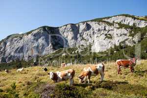 Kühe auf vor dem Rofan in den österreichischen Alpen