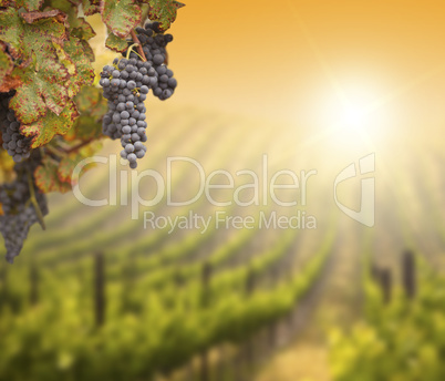 Lush Grape Vine with Blurry Vineyard Background