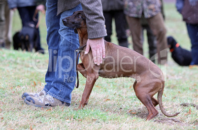 Bracke in der Hundeschule