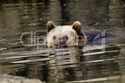 Badender Braunbär