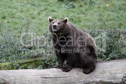 Braunbär