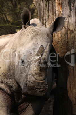 Breitmaulnashorn