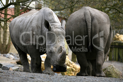 Breitmaulnashorn