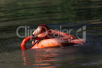 Badender Flamingo