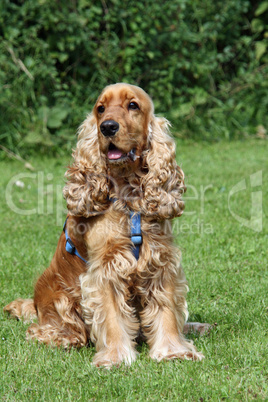 Cocker Spaniel