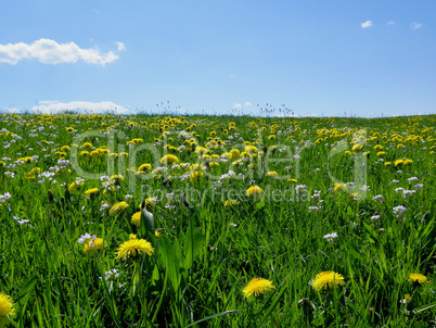 Frühlings Wiese