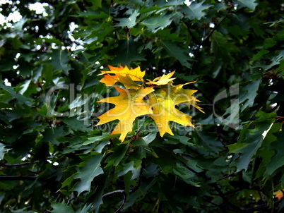 First yellow autumn leaves