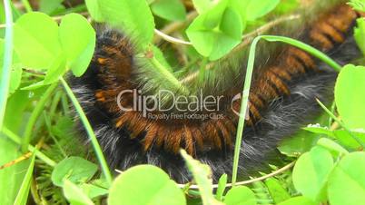 Brombeerspinner Raupe - Moth caterpillar