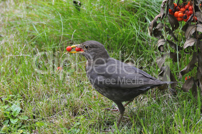 Amsel