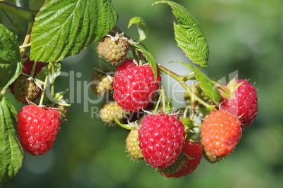 Himbeeren