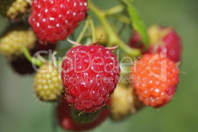 Himbeeren