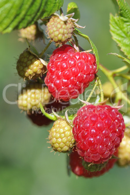 Himbeeren