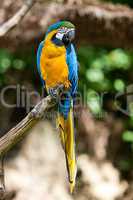 macaws in the trees at the zoo