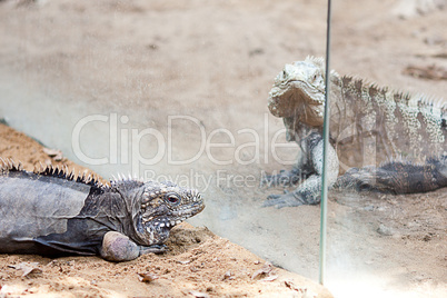 big lizard dragon at the zoo