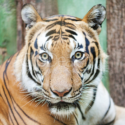 beautiful big tiger in a zoo