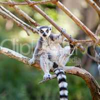 lemur sitting on the branches at the zoo