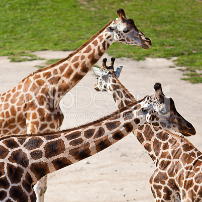 giraffes in the zoo safari park