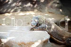 big lizard dragon at the zoo