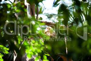 monkey in a green bush at the zoo