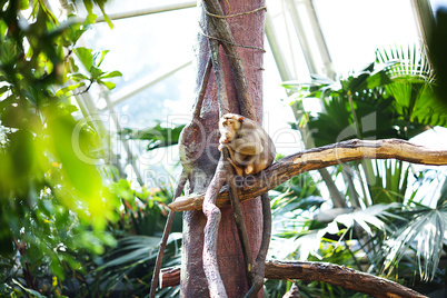 monkey in a green bush at the zoo