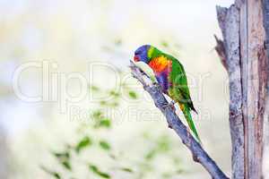 beautiful colorful parrot lory at the zoo