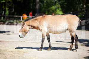 Przewalski's horse at the zoo