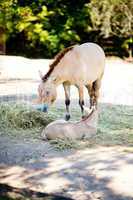 Przewalski's horse at the zoo