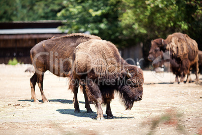 buffalo in zoo