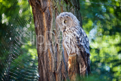 big owl at the zoo
