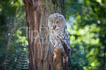 big owl at the zoo