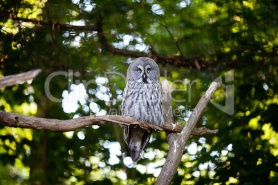 big owl at the zoo