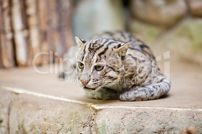 beautiful wild cat fishing in zoo