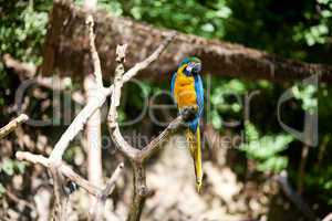 macaws in the trees at the zoo