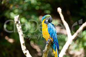 macaws in the trees at the zoo