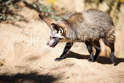 fennec fox at the zoo