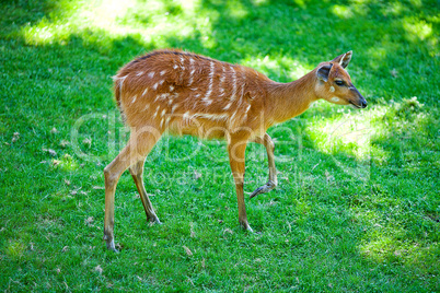 deer on the background of green grass in a zoo
