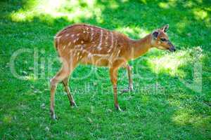 deer on the background of green grass in a zoo