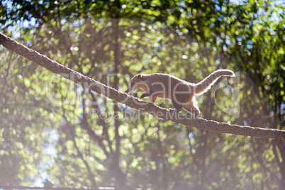 coati jumping from branch to branch in a zoo